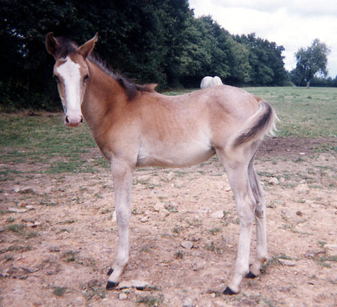 ARABE BARBE (POULAIN)